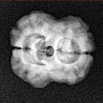 2 Mukhi Rudraksha 22.6mm 1.9gm - Xray