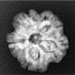 1MK(Underdeveloped) 21.2mm 3.3gm - Xray