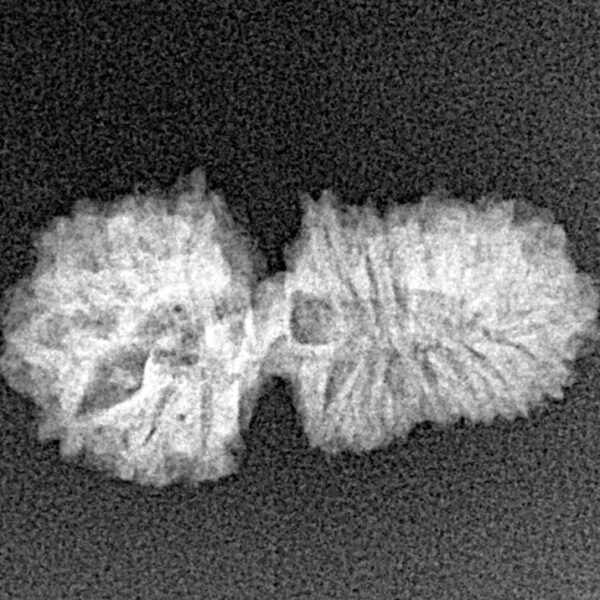 23 Mukhi Gaurishankar 23.3mm 1.53gm - Xray