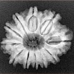 11 Mukhi Rudraksha 25.1mm 3.67gm - Xray