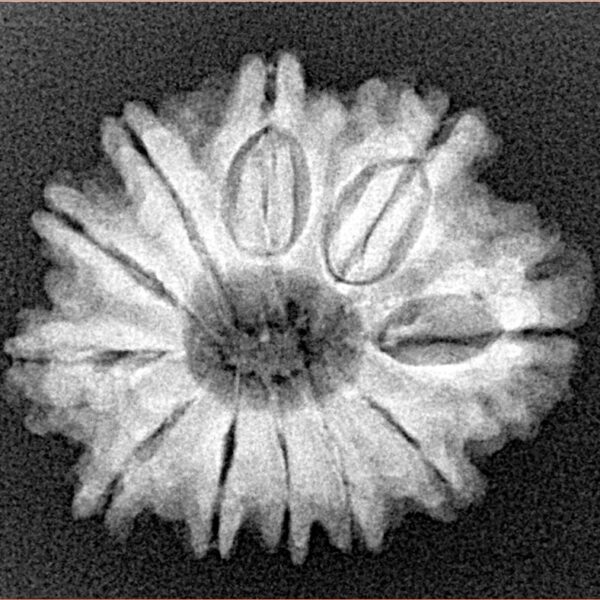 11 Mukhi Rudraksha 25.1mm 3.67gm - Xray