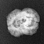2 Mukhi Rudraksha 19.4mm 1.39gm - Xray