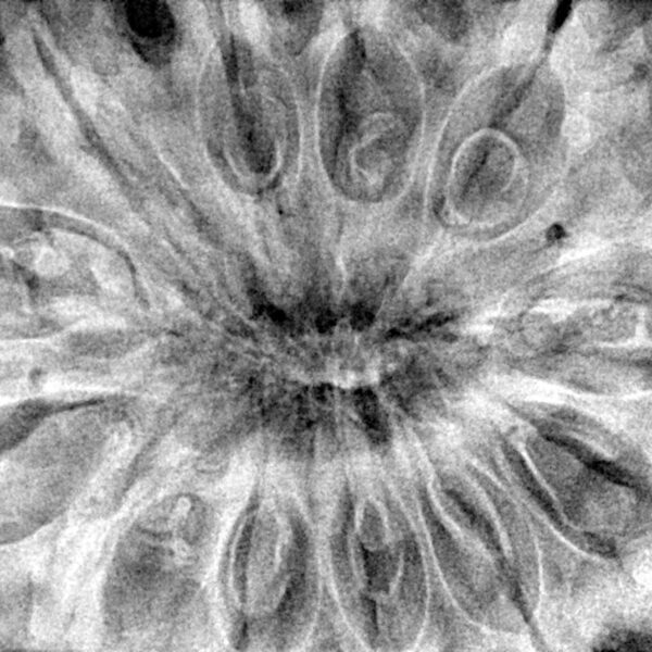 12 Mukhi Rudraksha 39.6mm 11.6gm - Xray