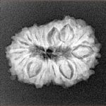 16 Mukhi Rudraksha 23.1mm 2.8gm - Xray