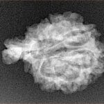 Sawar/Ganesh (6+1) 24.1mm 2.63gm - Xray