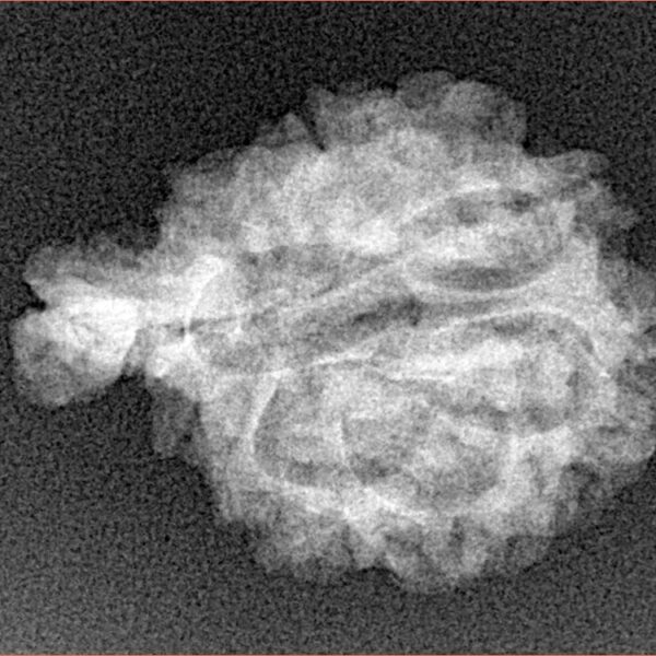 Sawar/Ganesh (6+1) 24.1mm 2.63gm - Xray