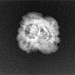 2 Mukhi Rudraksha 25mm 2.09gm - Xray