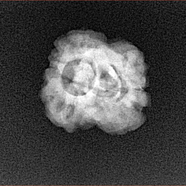 2 Mukhi Rudraksha 25mm 2.09gm - Xray