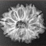 12 Mukhi Rudraksha 27.1mm 3.26gm - Xray