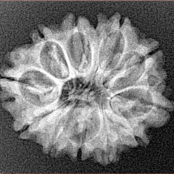 12 Mukhi Rudraksha 27.1mm 3.26gm - Xray