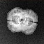 2 Mukhi Rudraksha 23.6mm 2.29gm - Xray