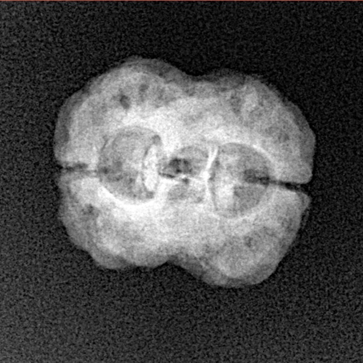 2 Mukhi Rudraksha 23.6mm 2.29gm - Xray