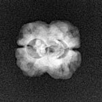 2 Mukhi Rudraksha 21.3mm 1.43gm - Xray