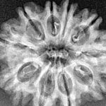 10 Mukhi Rudraksha 28.2mm 3.92gm - Xray