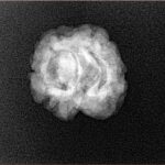 2 Mukhi Rudraksha 23.1mm 2gm - Xray