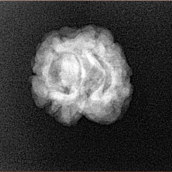 2 Mukhi Rudraksha 23.1mm 2gm - Xray