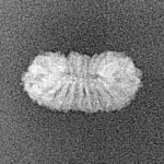 20 Mukhi Rudraksha 16mm 0.42gm - Xray