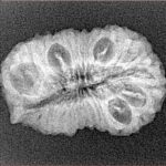 21 Mukhi Ganesh 25.9mm 2.43gm - Xray