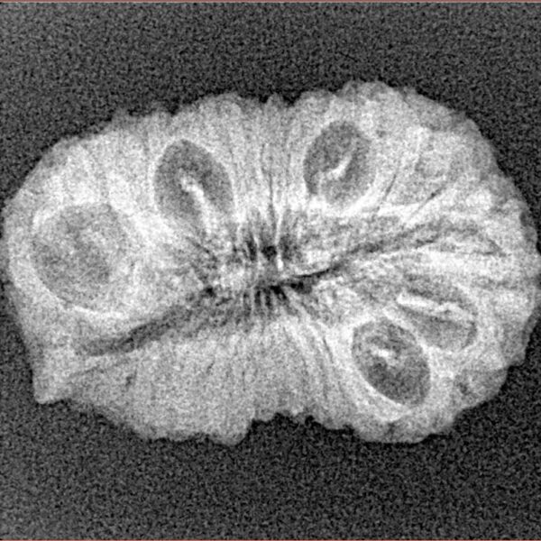 21 Mukhi Ganesh 25.9mm 2.43gm - Xray