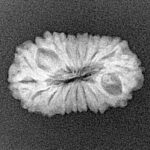 17 Mukhi Rudraksha 21.2mm 1.64gm - Xray