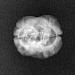 2 Mukhi Rudraksha 19.9mm 1.51gm - Origin: Nepal - Xray