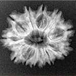 12 Mukhi Rudraksha 24.4mm 3.25gm - Xray