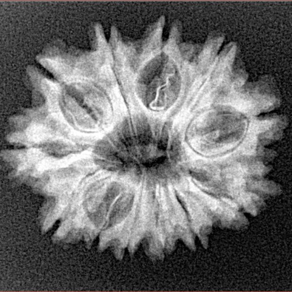 12 Mukhi Rudraksha 24.4mm 3.25gm - Xray