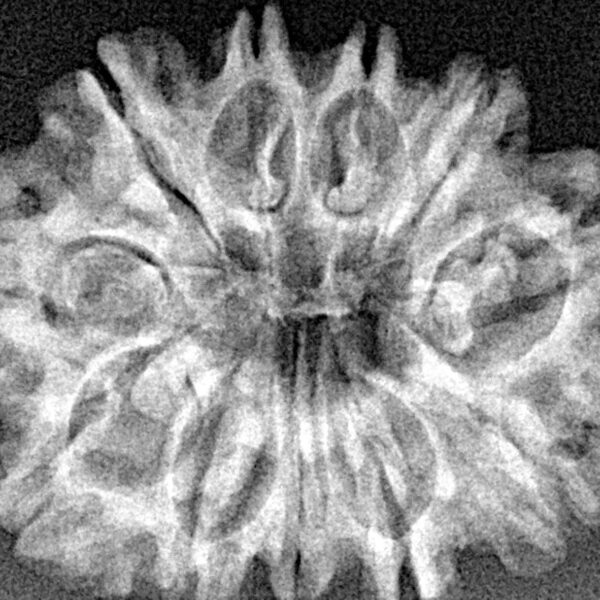 11 Mukhi Rudraksha 27.8mm 4gm - Xray