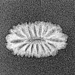 16 Mukhi Rudraksha 14.2mm 0.39gm - Xray