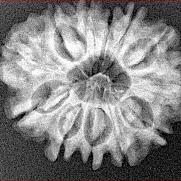 12 Mukhi Rudraksha 26.9mm 4.24gm - Xray