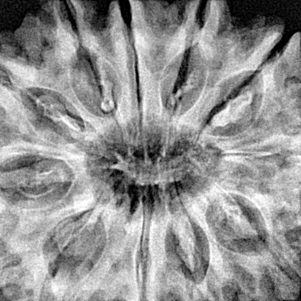 11 Mukhi Rudraksha 35.7mm 8.74gm - Xray