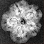 1MK(Underdeveloped) 22.5mm 3.36gm - Xray