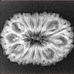 15 Mukhi Rudraksha 25.9mm 3gm - Xray