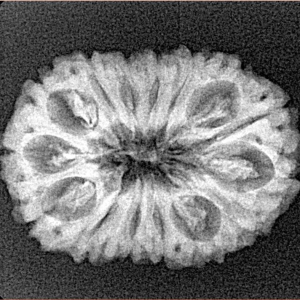 15 Mukhi Rudraksha 25.9mm 3gm - Xray