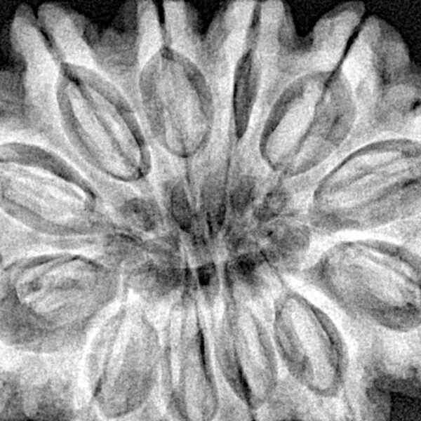 12 Mukhi Rudraksha 35.4mm 9.81gm - Xray