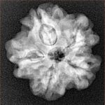 1MK(Underdeveloped) 22.8mm 3.72gm - Xray