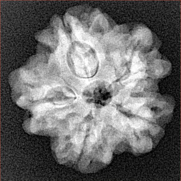 1MK(Underdeveloped) 22.8mm 3.72gm - Xray