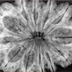 12 Mukhi Rudraksha 35.1mm 7.75gm - Xray