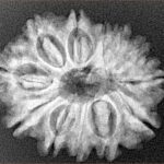 12 Mukhi Rudraksha 26.4mm 4.45gm - Xray