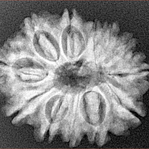 12 Mukhi Rudraksha 26.4mm 4.45gm - Xray