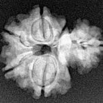 Sawar/Ganesh (5+1) 20.2mm 2.34gm - Xray