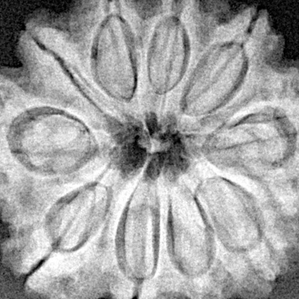 10 Mukhi Rudraksha 26.9mm 5.43gm - Xray