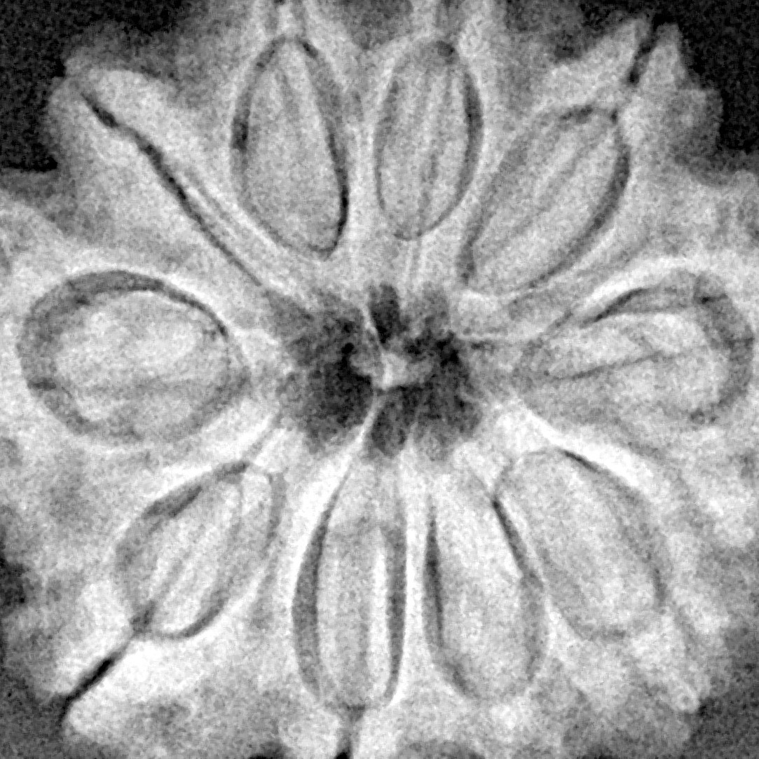 10 Mukhi Rudraksha 26.9mm 5.43gm - Xray