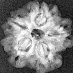 1MK(Underdeveloped) 21.2mm 3gm - Xray