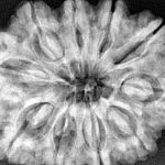 10 Mukhi Rudraksha 33.9mm 8.44gm - Xray