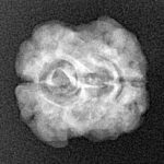 2 Mukhi Rudraksha 21.1mm 2gm - Xray