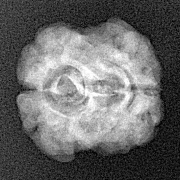 2 Mukhi Rudraksha 21.1mm 2gm - Xray