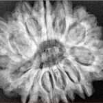 11 Mukhi Rudraksha 29.9mm 7gm - Xray