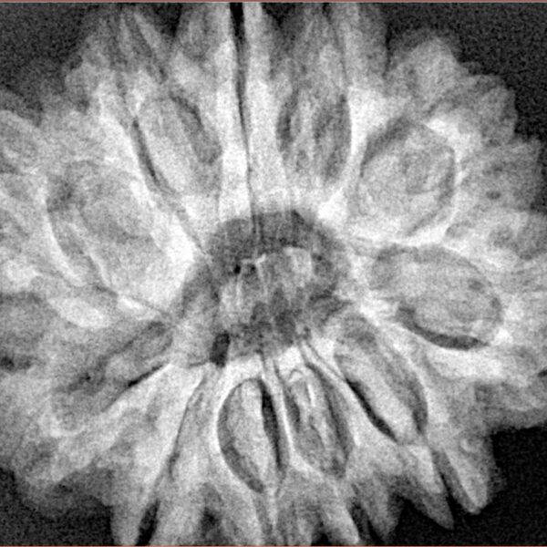 11 Mukhi Rudraksha 29.9mm 7gm - Xray