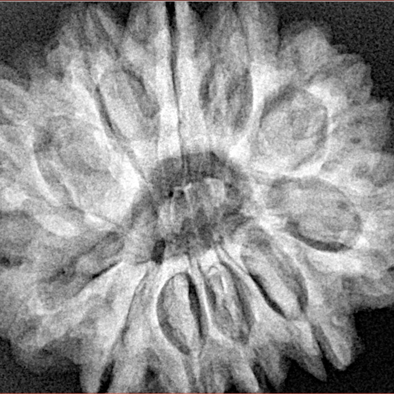 11 Mukhi Rudraksha 29.9mm 7gm - Xray